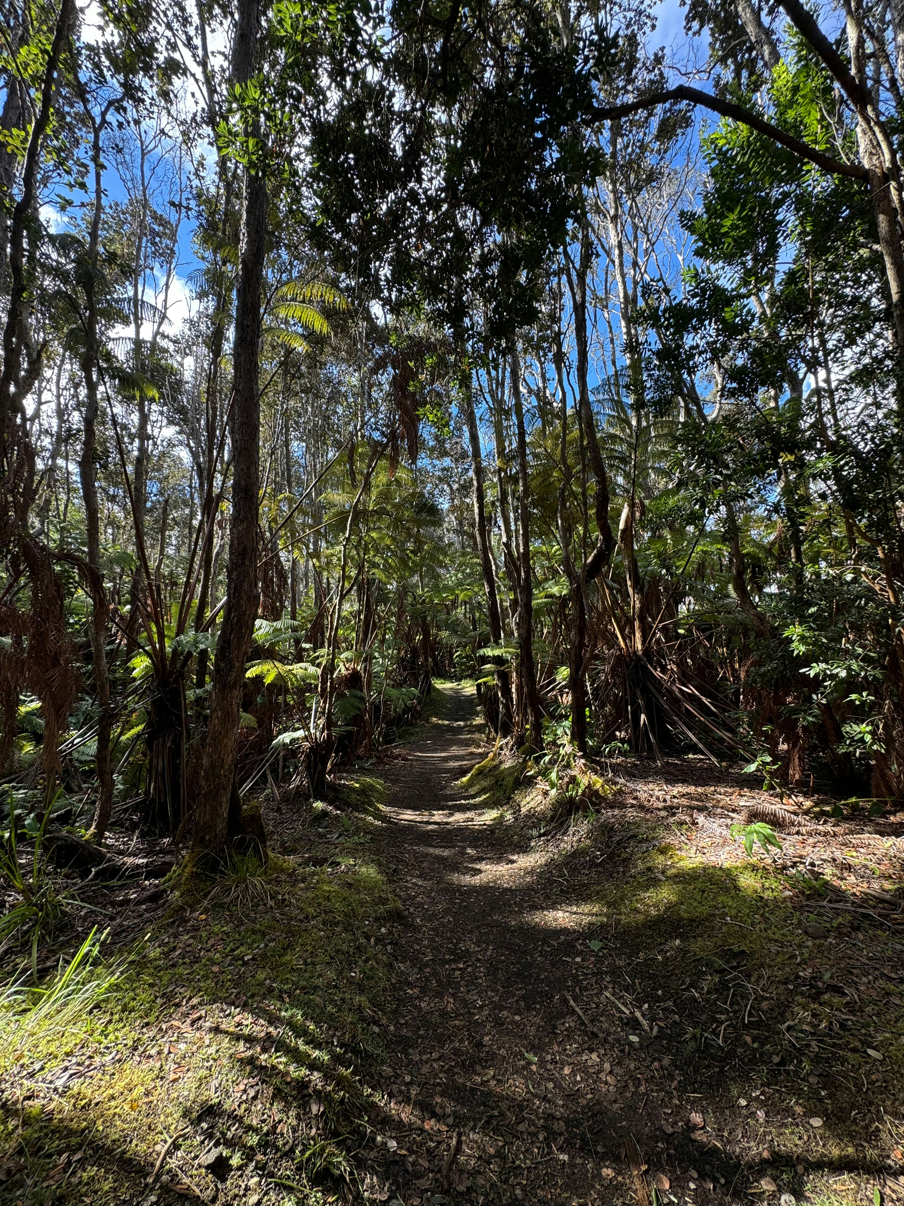 A trail in Volcanoes National Park, Hawaii
