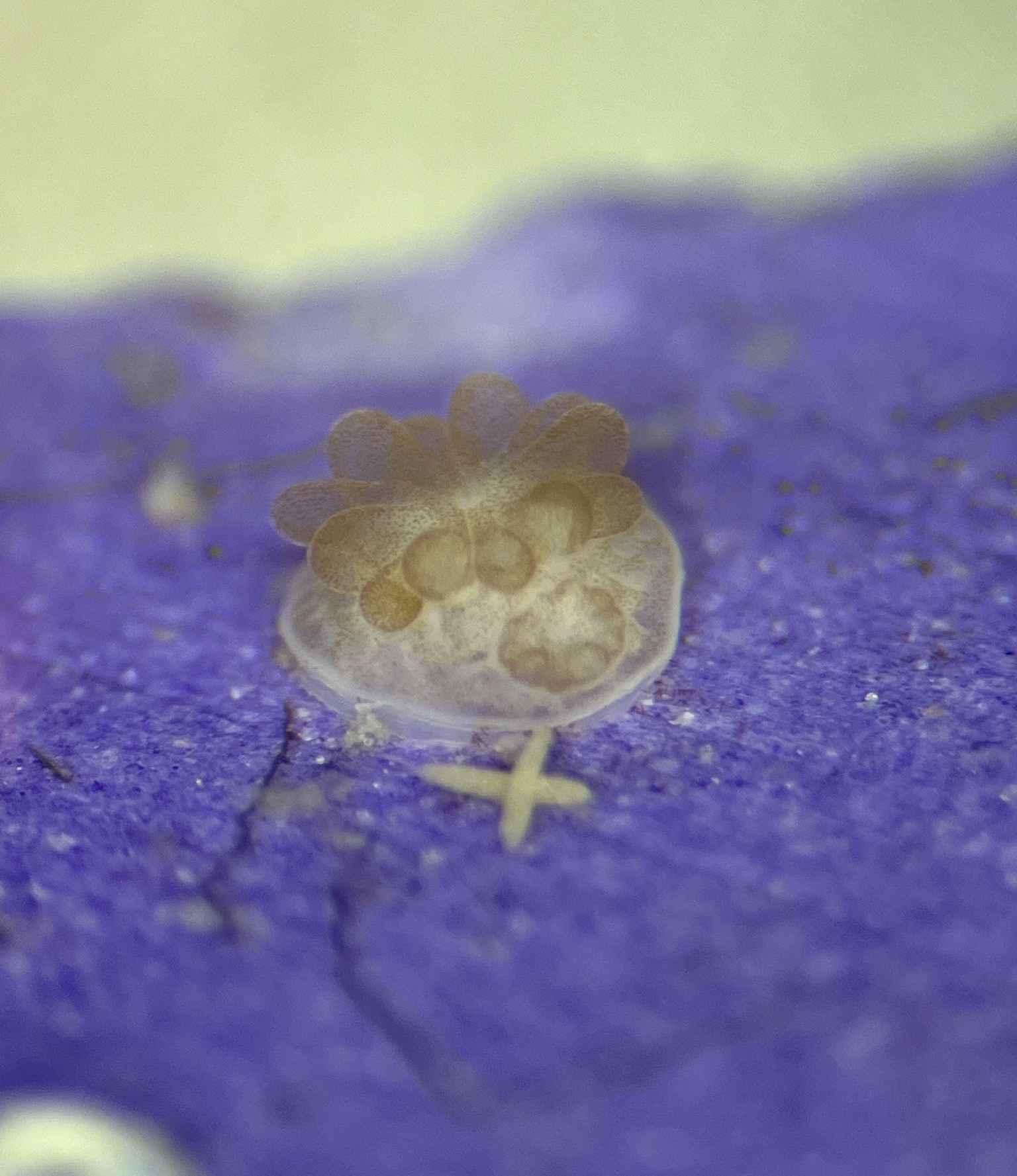 Recruit SfM pilot study title slide with an image of a coral recruit